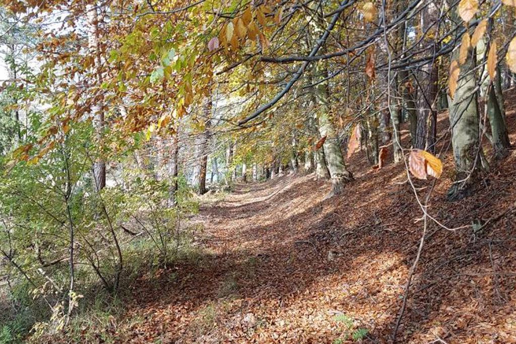 Zdjęcie okolicy - agroturystyka powiat pilski