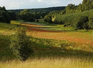 Zdjęcie okolicy Chaty Na Polanie - agroturystyka koło Piły