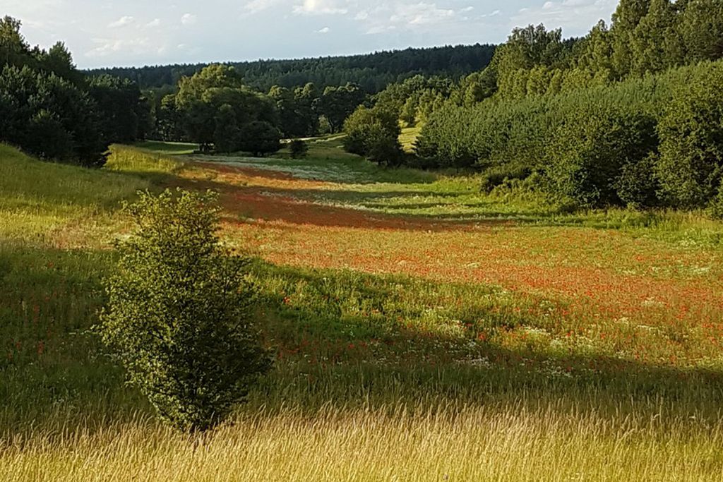 Zdjęcie okolicy Chaty Na Polanie - agroturystyka koło Piły